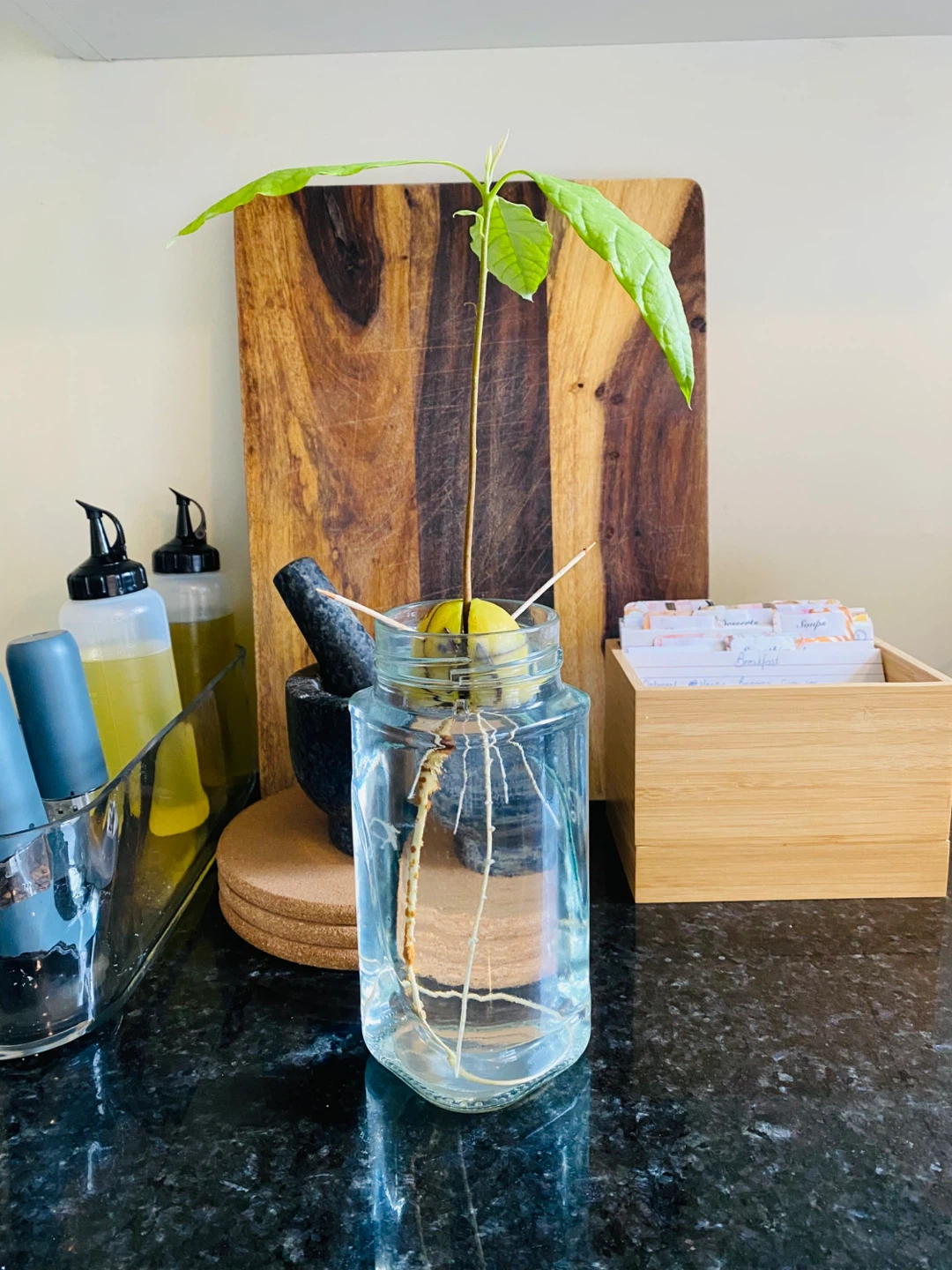 Avocado baby in Glass Jar