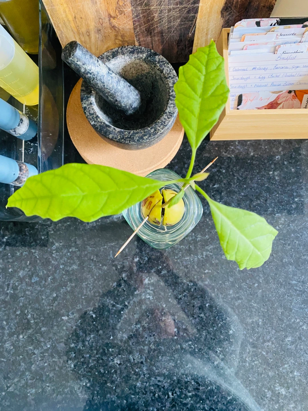 Avocado baby in Glass Jar - photo 2