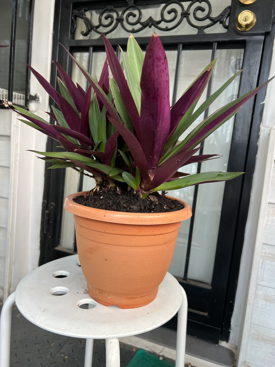Beautiful and happy Aged Oyster Plant