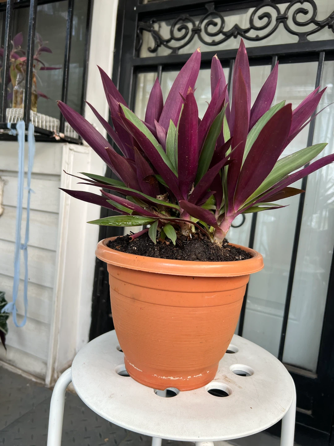 Beautiful and happy Aged Oyster Plant - photo 2