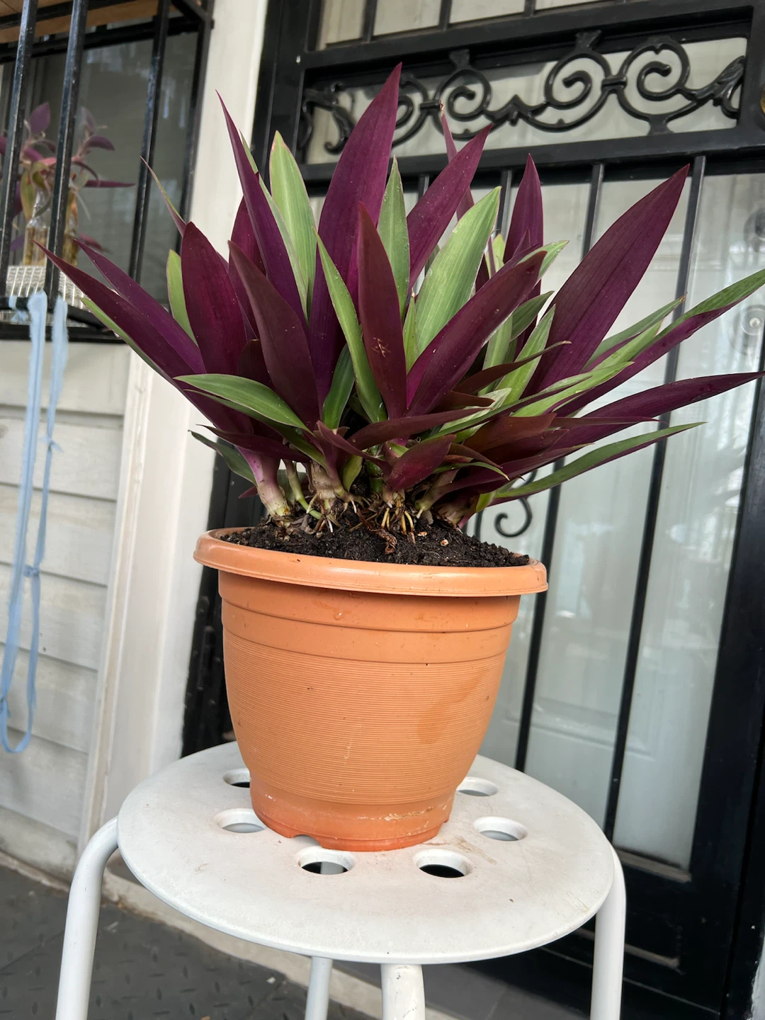 Beautiful and happy Aged Oyster Plant - photo 3