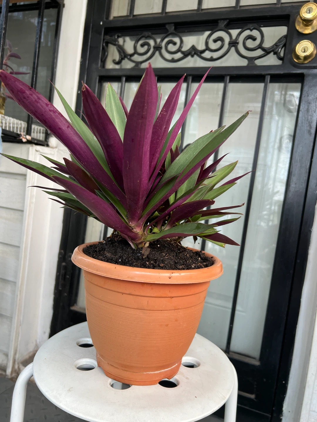 Beautiful and happy Aged Oyster Plant - photo 4
