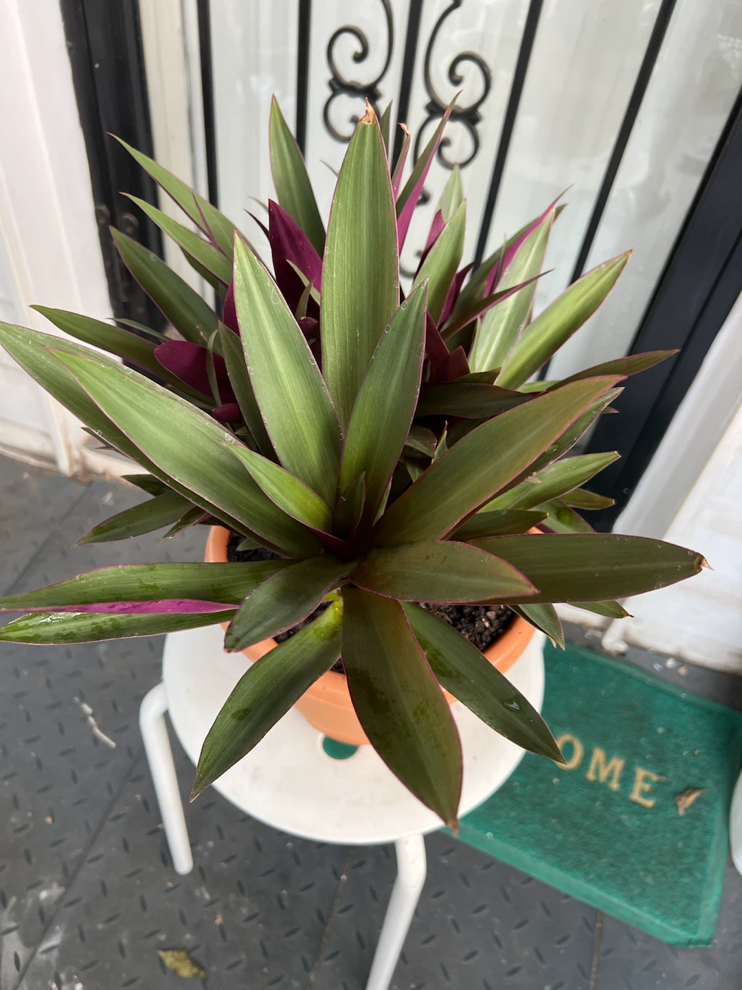 Beautiful and happy Aged Oyster Plant - photo 5