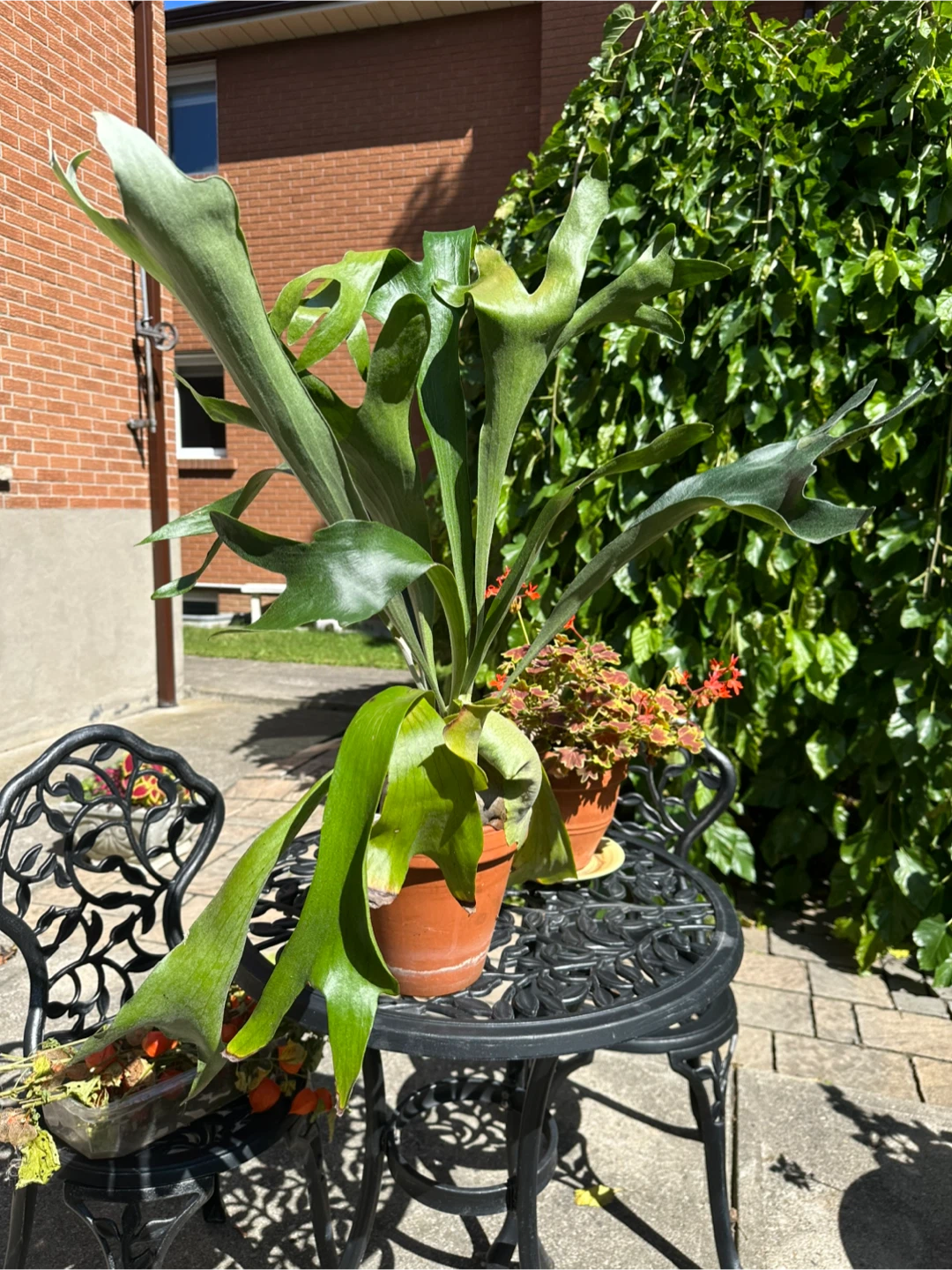 Staghorn Fern in Terracotta Pot
