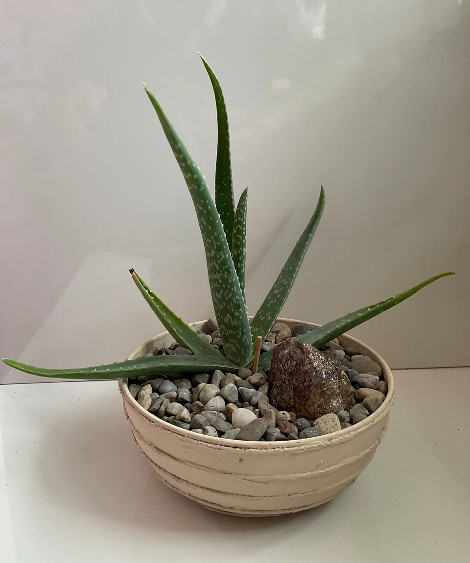 Aloe Vera Plant in Textured Pot