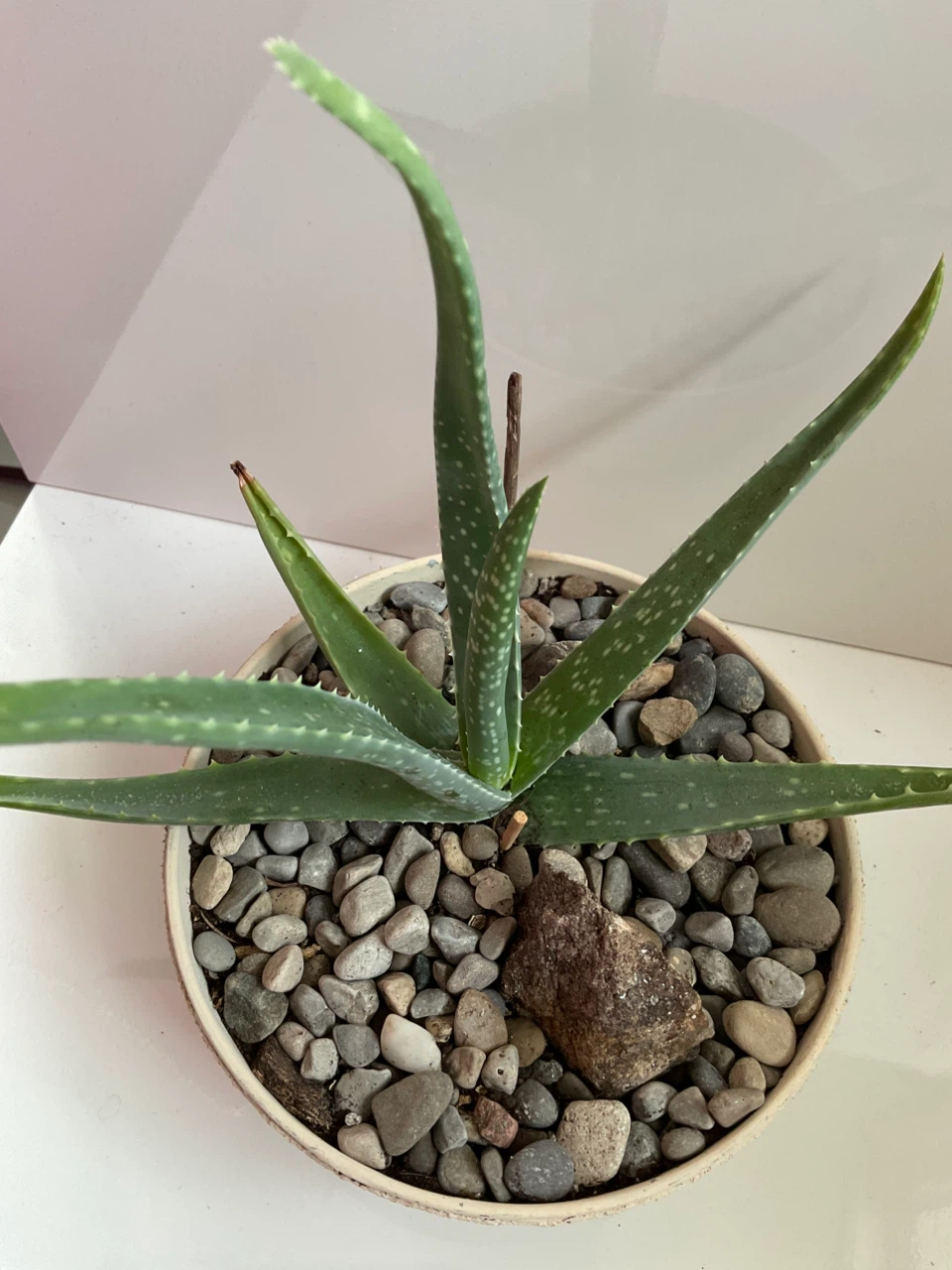 Aloe Vera Plant in Textured Pot - photo 2