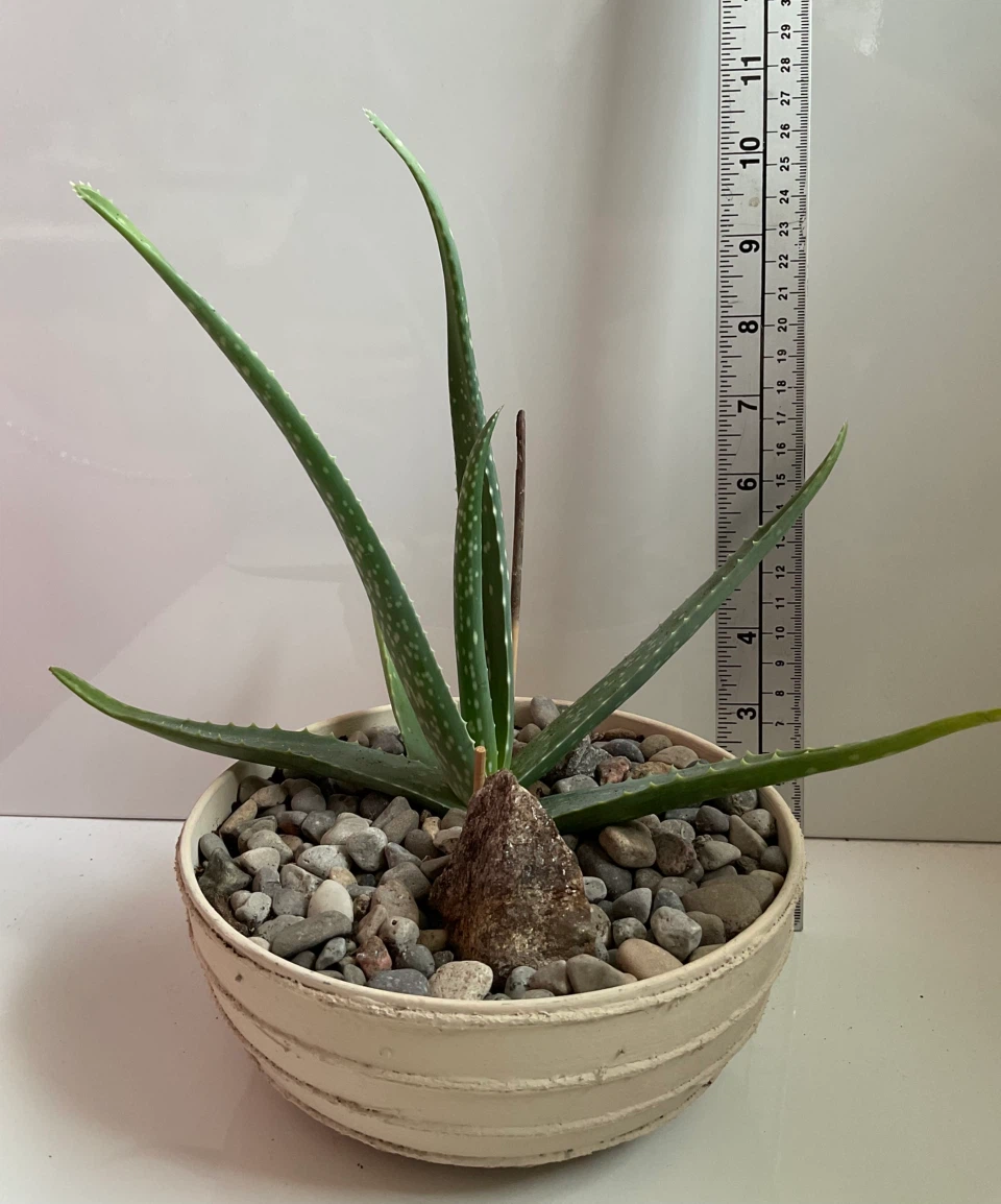 Aloe Vera Plant in Textured Pot - photo 3