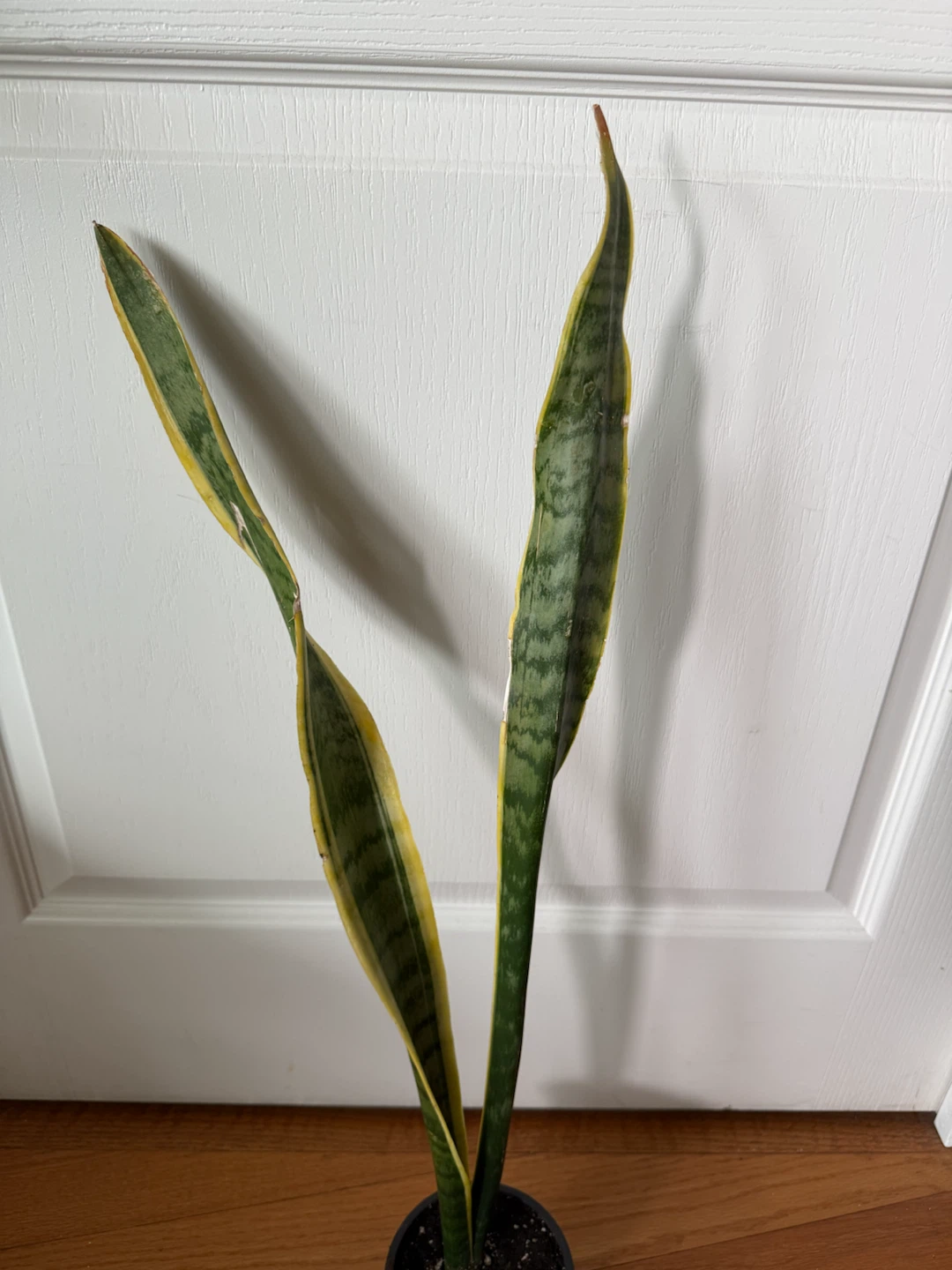 Sansevieria Snake Plant