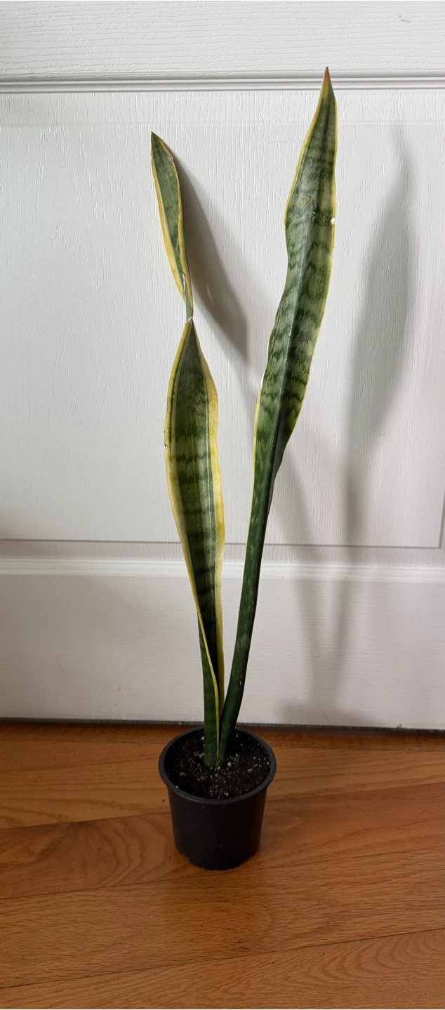 Sansevieria Snake Plant - photo 2