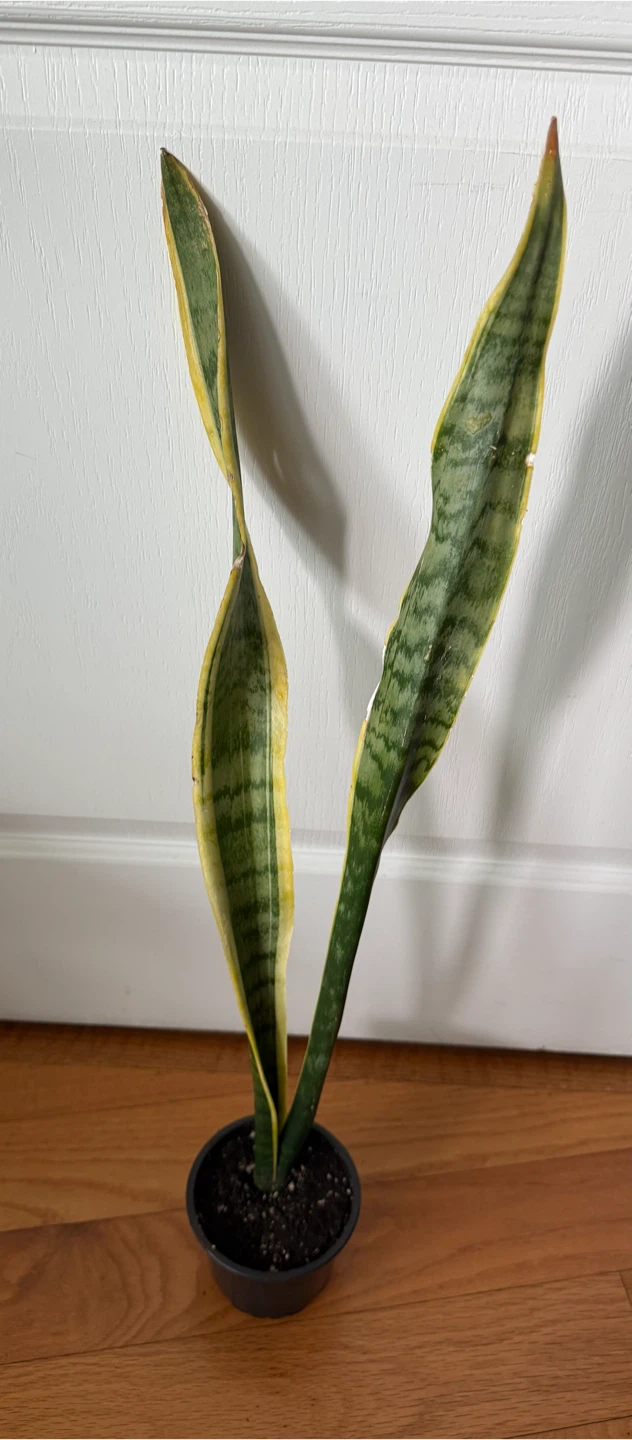 Sansevieria Snake Plant - photo 3