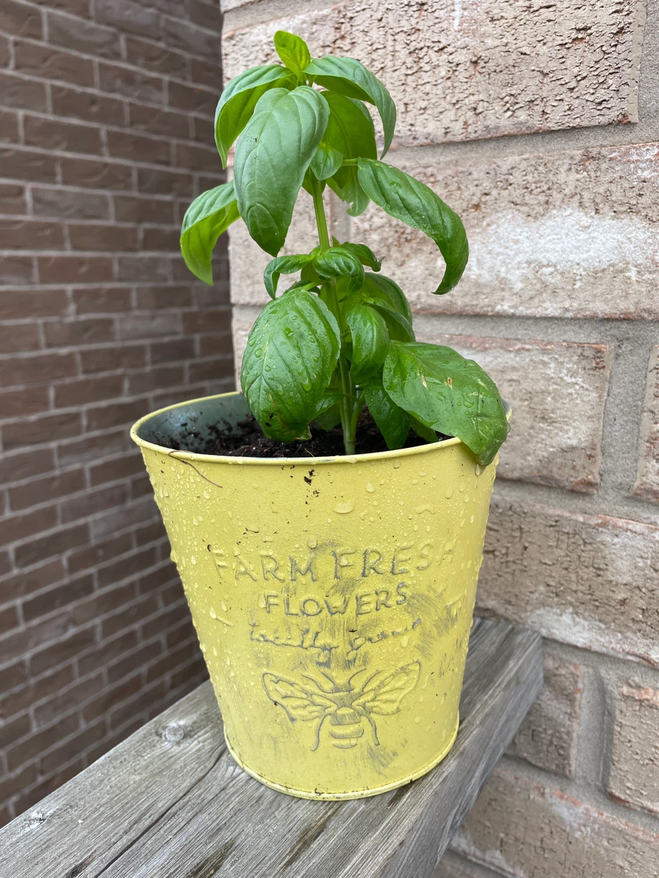 Fresh Basil Plant in Yellow Metal Pot