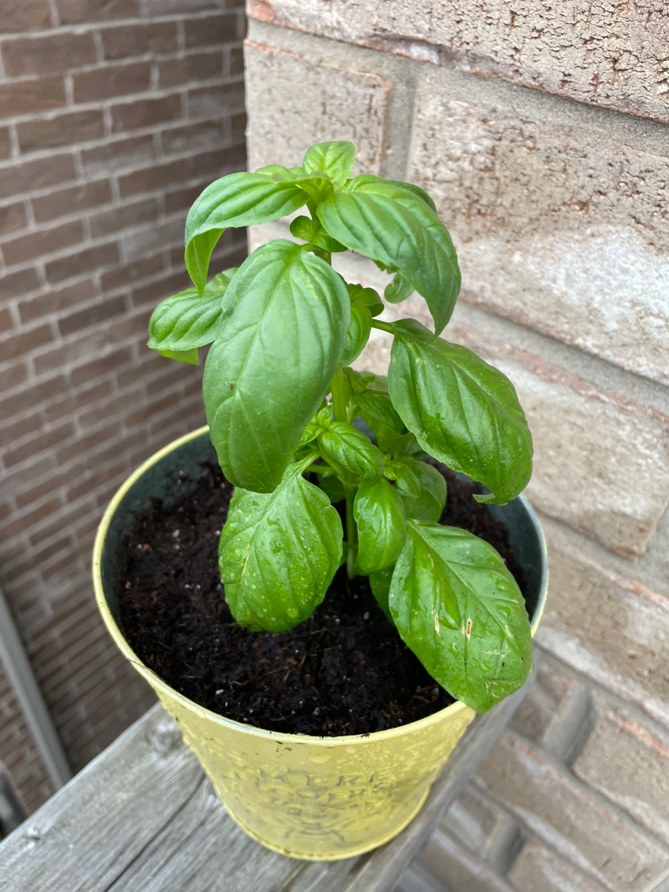 Fresh Basil Plant in Yellow Metal Pot - photo 2