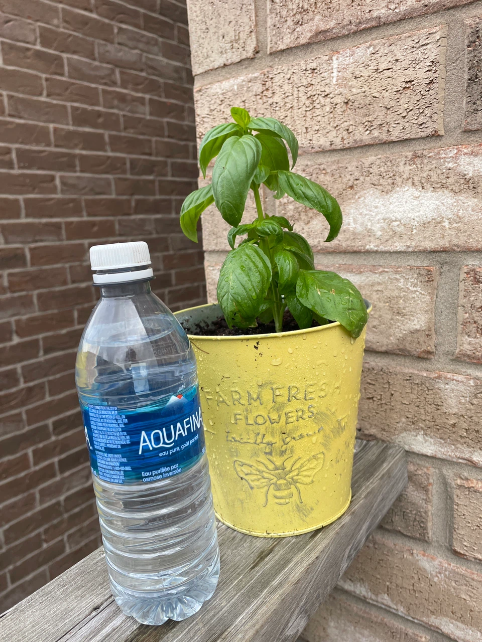 Fresh Basil Plant in Yellow Metal Pot - photo 3
