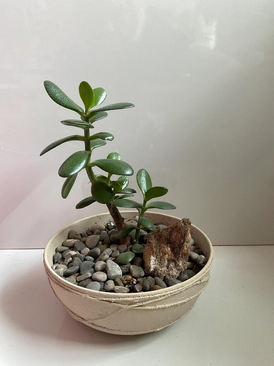 Jade plant in textured planter