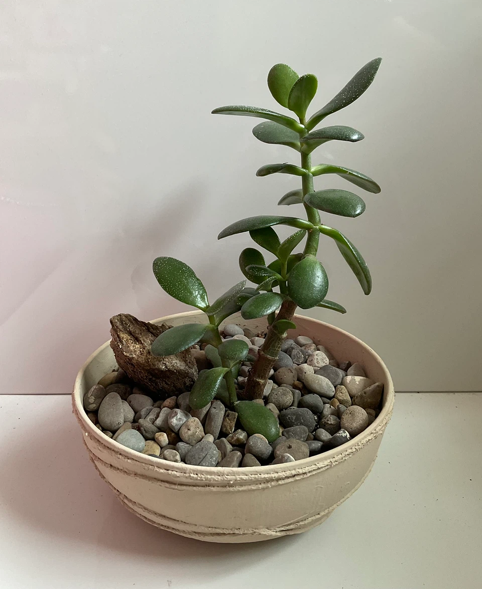 Jade plant in textured planter - photo 2