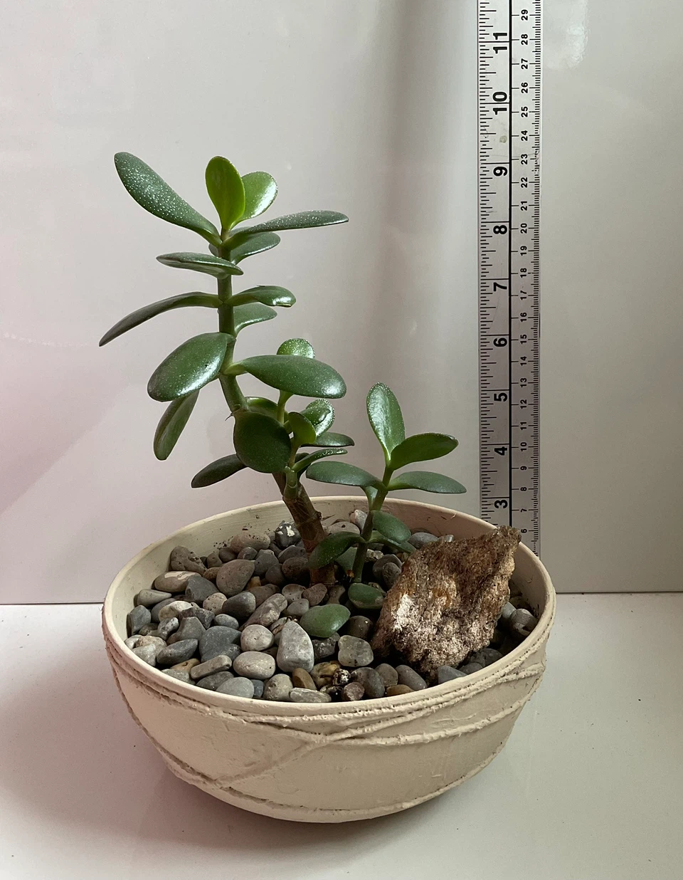 Jade plant in textured planter - photo 3