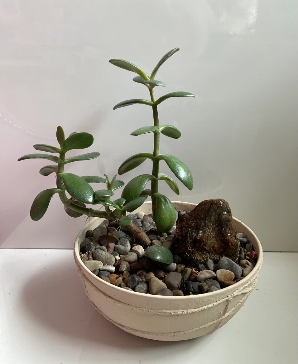 Jade plant in cream coloured textured pot
