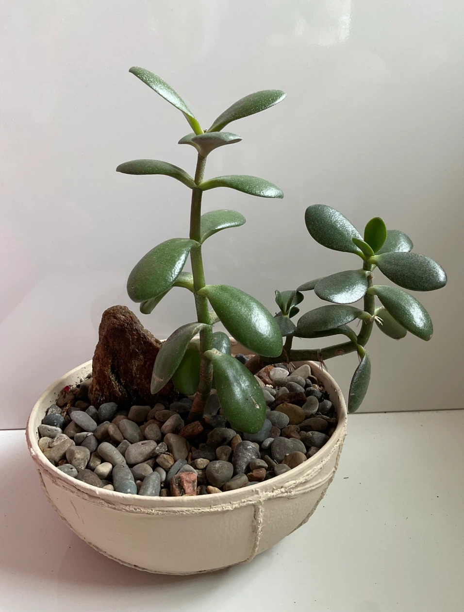 Jade plant in cream coloured textured pot - photo 2