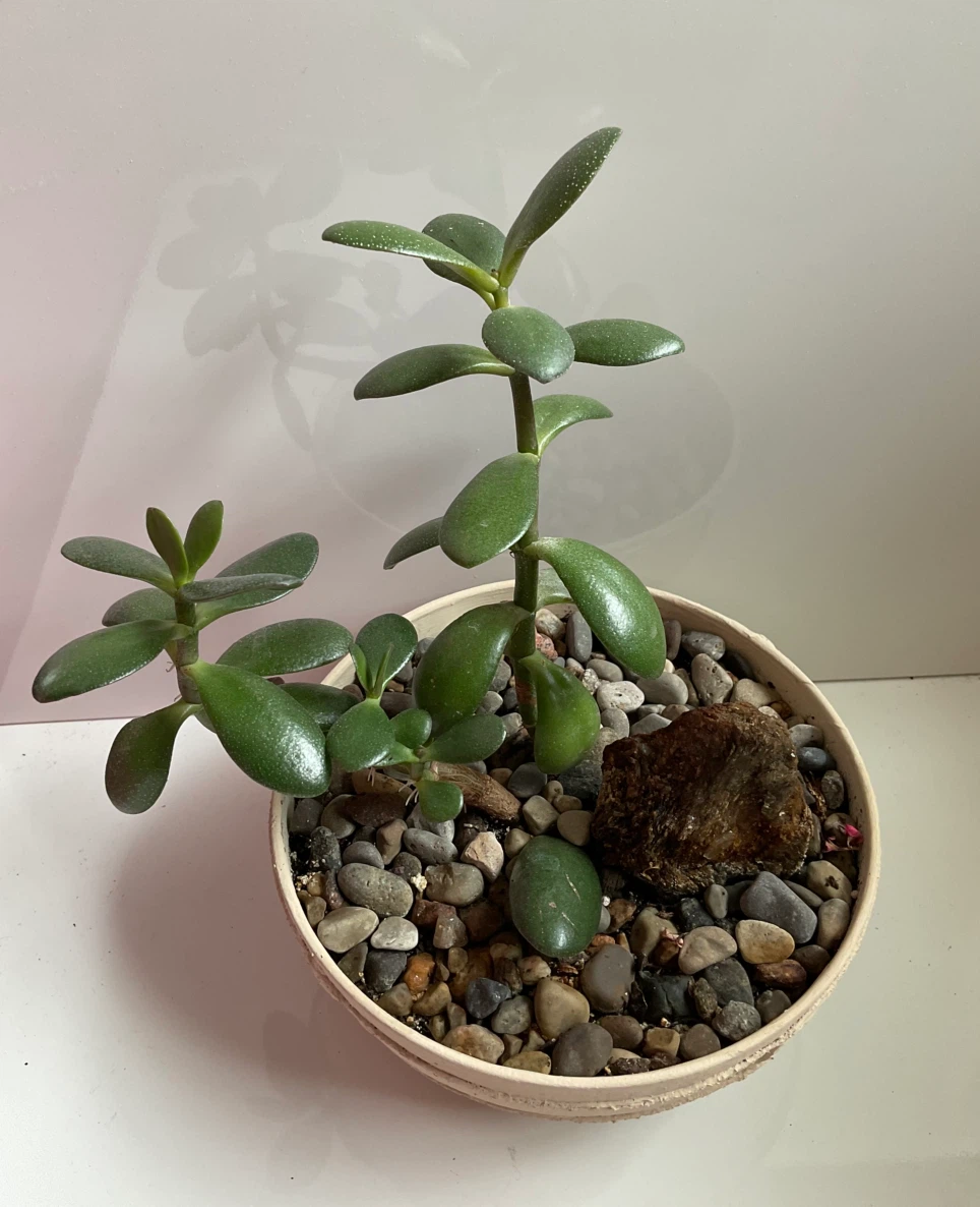 Jade plant in cream coloured textured pot - photo 3