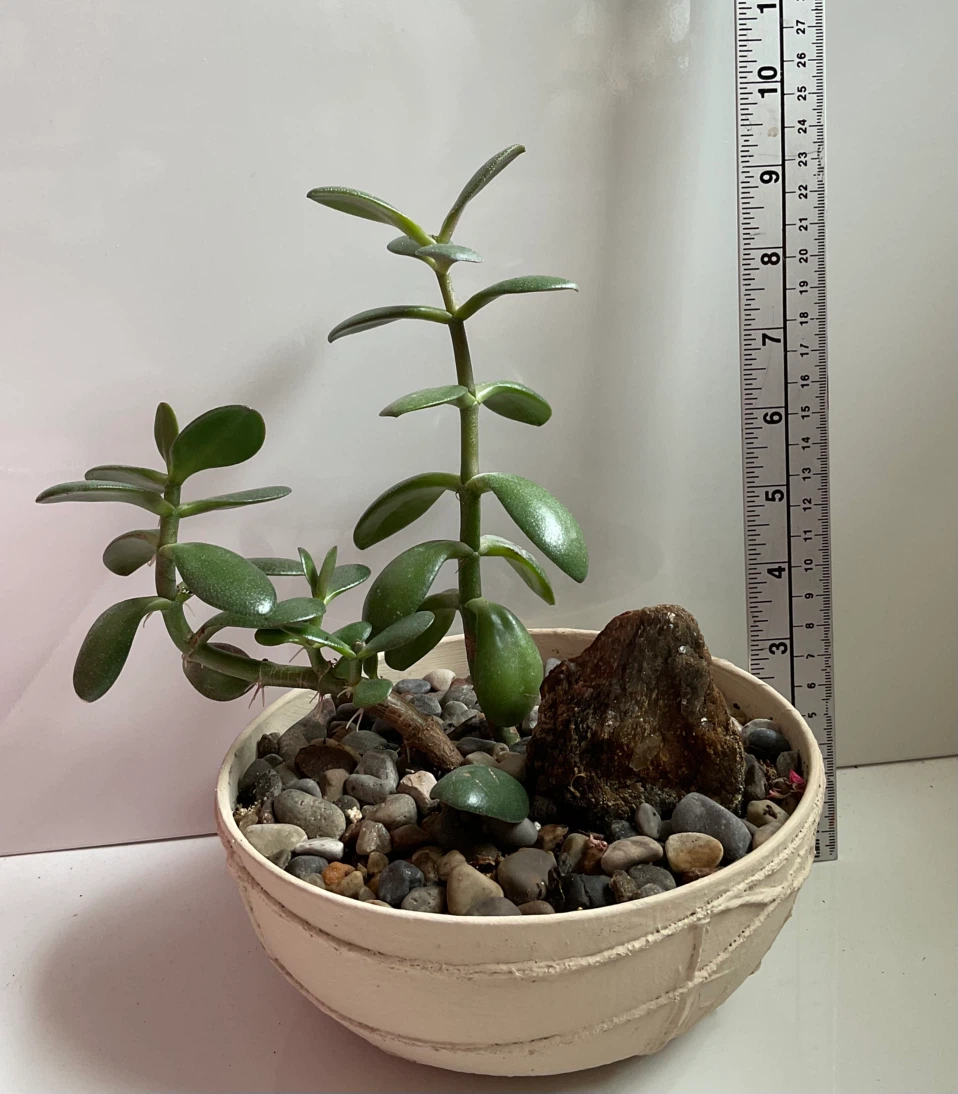 Jade plant in cream coloured textured pot - photo 4