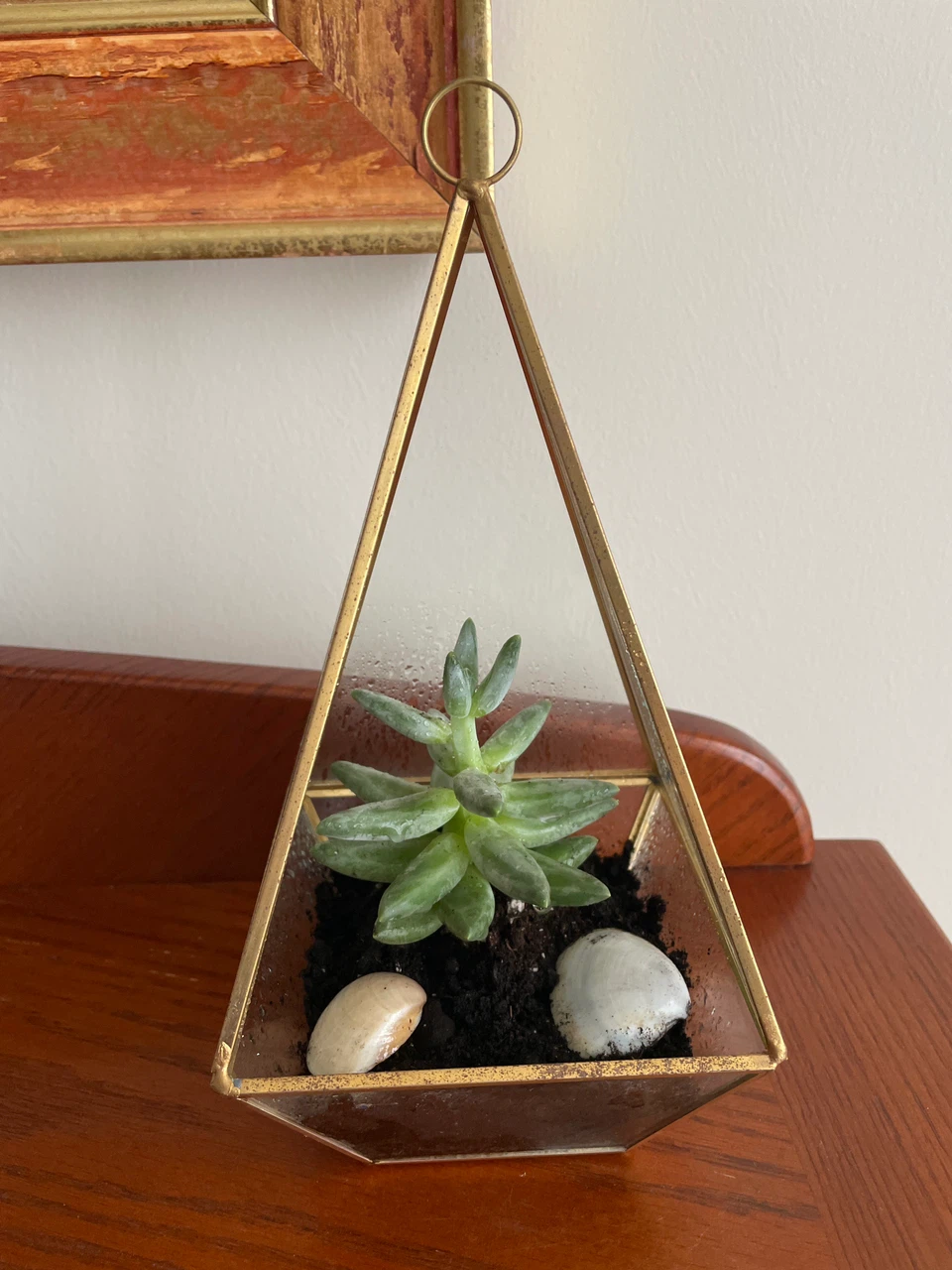 Geometric Glass Succulent Terrarium