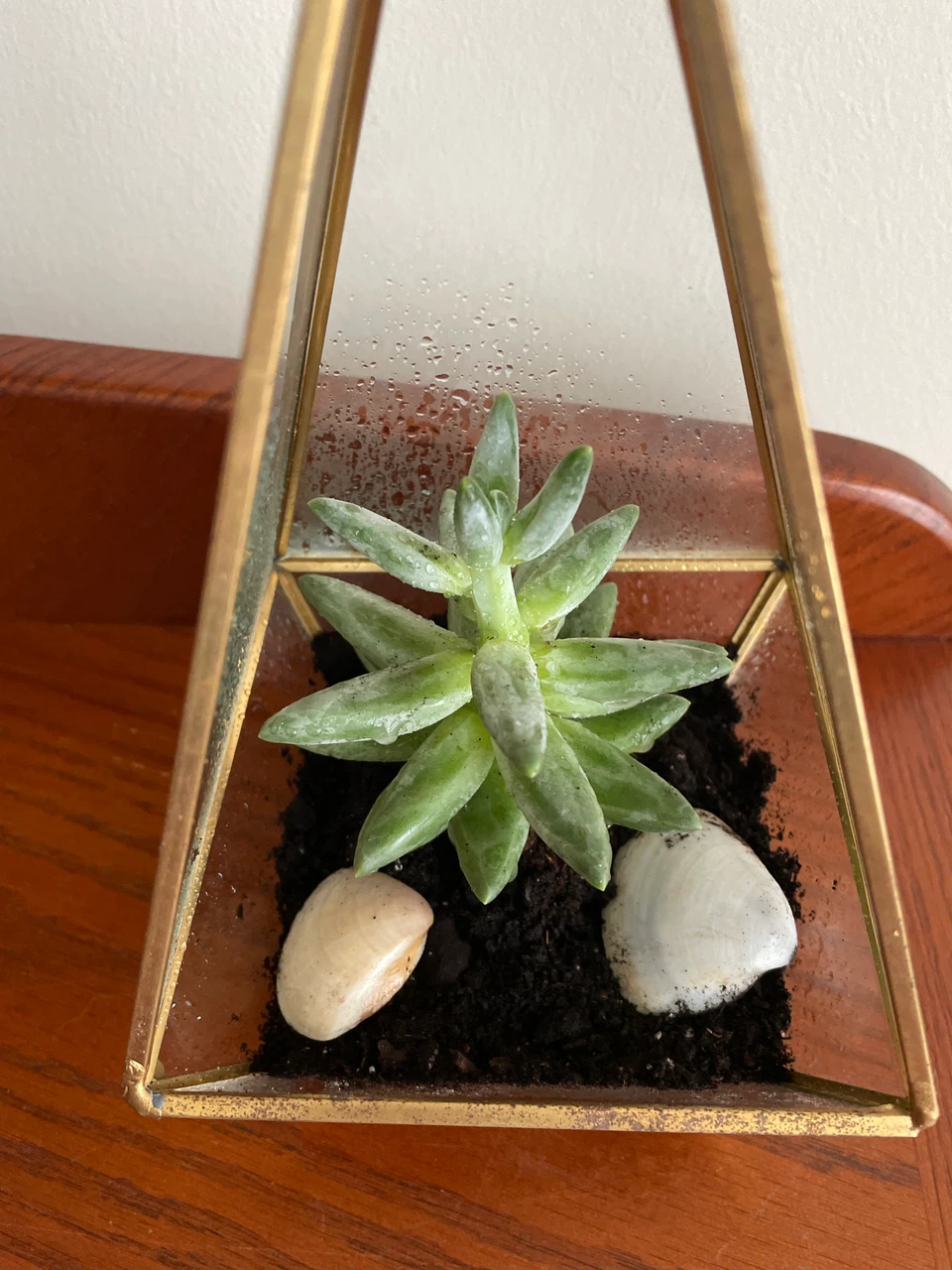 Geometric Glass Succulent Terrarium - photo 2