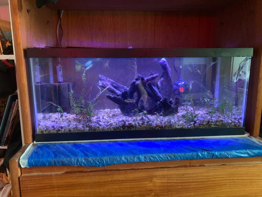 Fish tank full setup