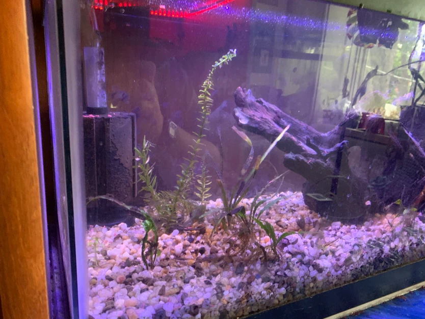 Fish tank full setup - photo 3