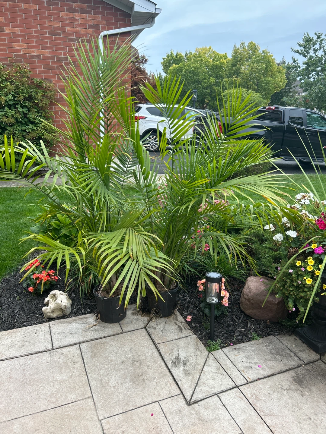 Two Majestic Palm Plants