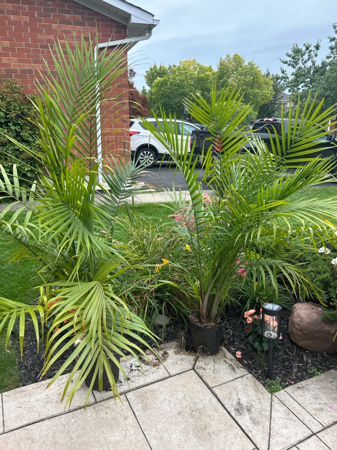 Two Majestic Palm Plants - photo 2