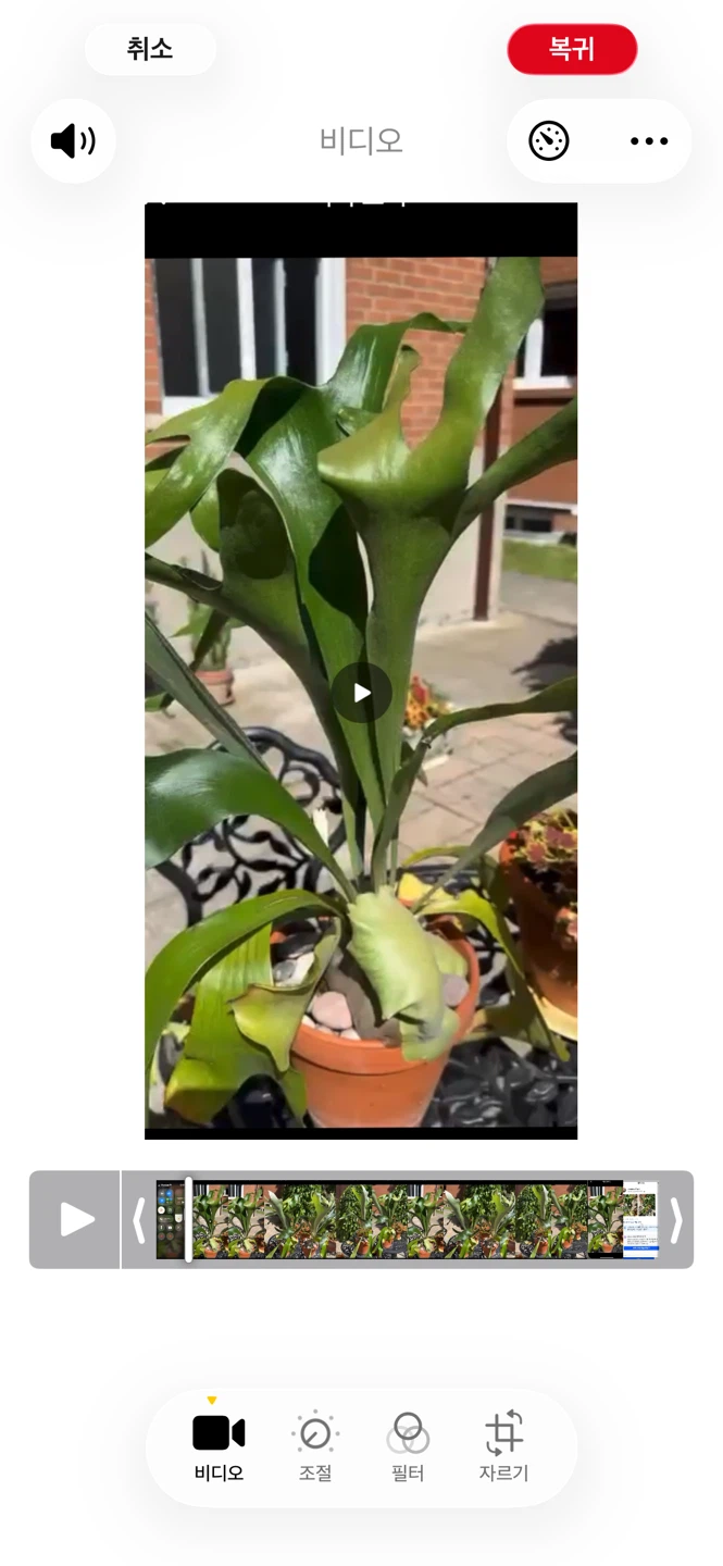 Staghorn Fern in Terracotta Pot - photo 2