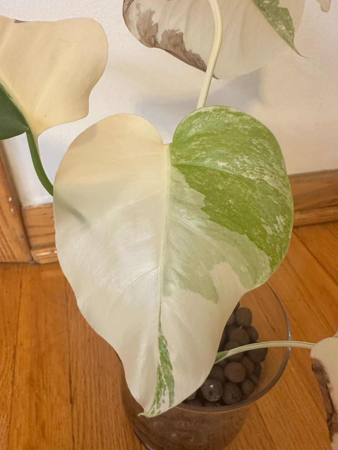 Monstera Albo in Leca