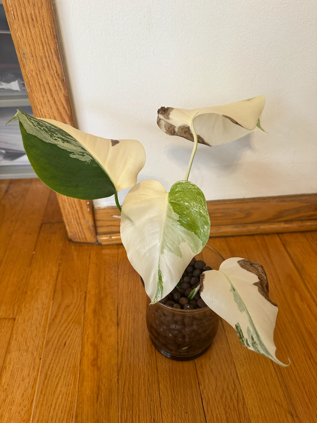 Monstera Albo in Leca - photo 2