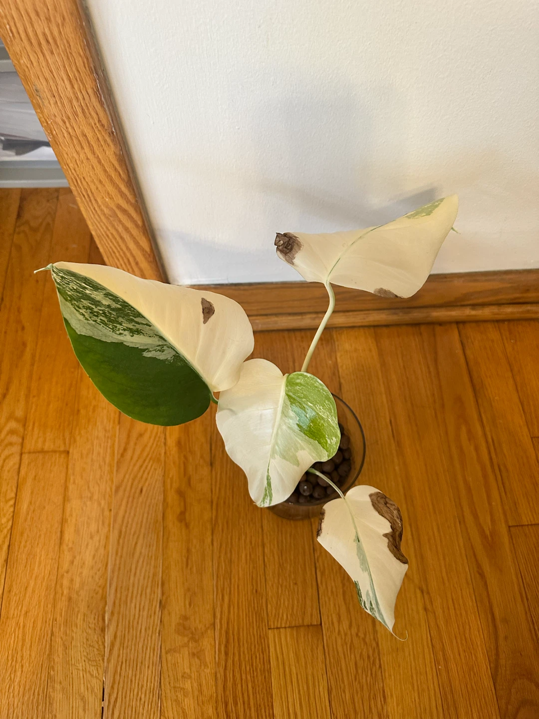 Monstera Albo in Leca - photo 3