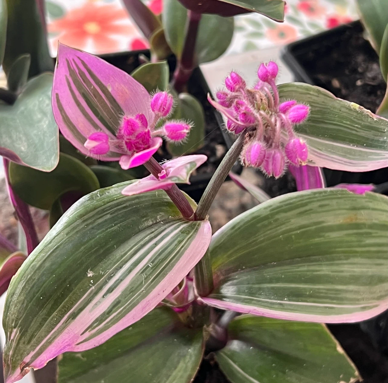 FANTASY VENICE indoor tropical plant