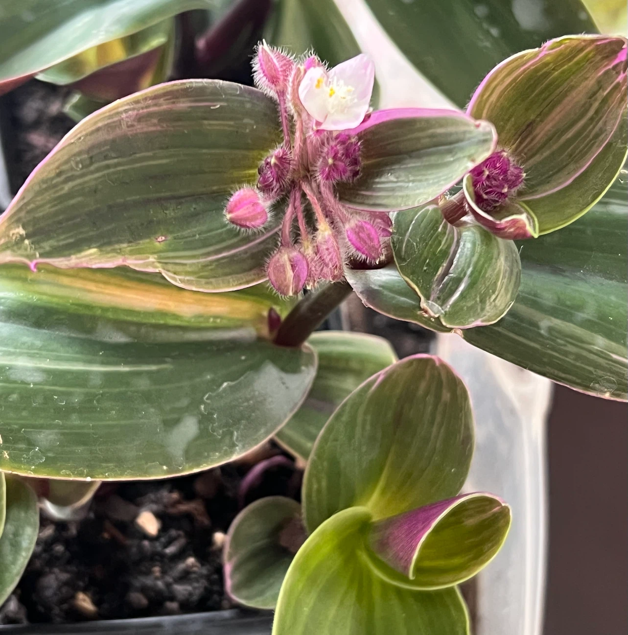 FANTASY VENICE indoor tropical plant - photo 2