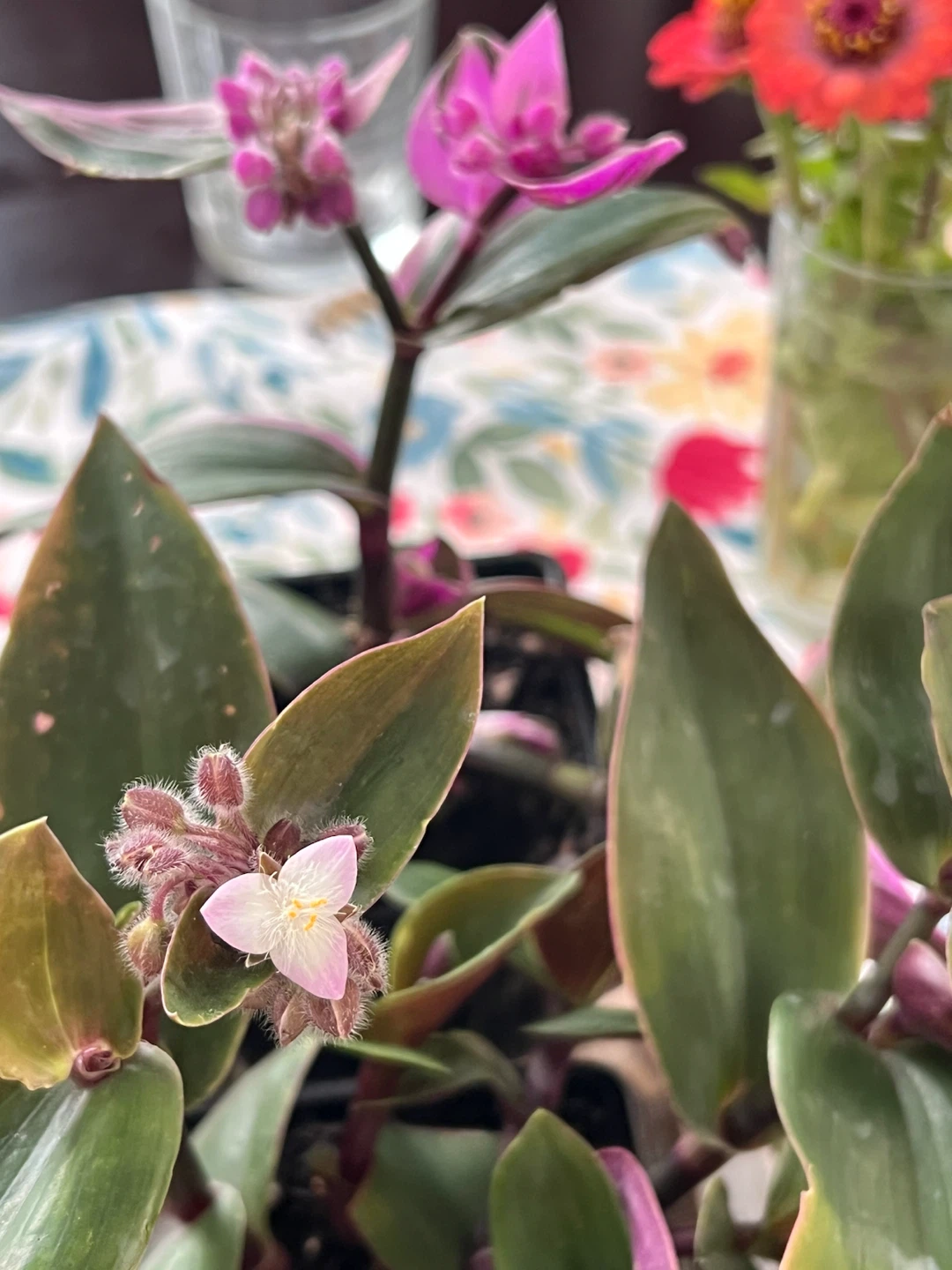 FANTASY VENICE indoor tropical plant - photo 3