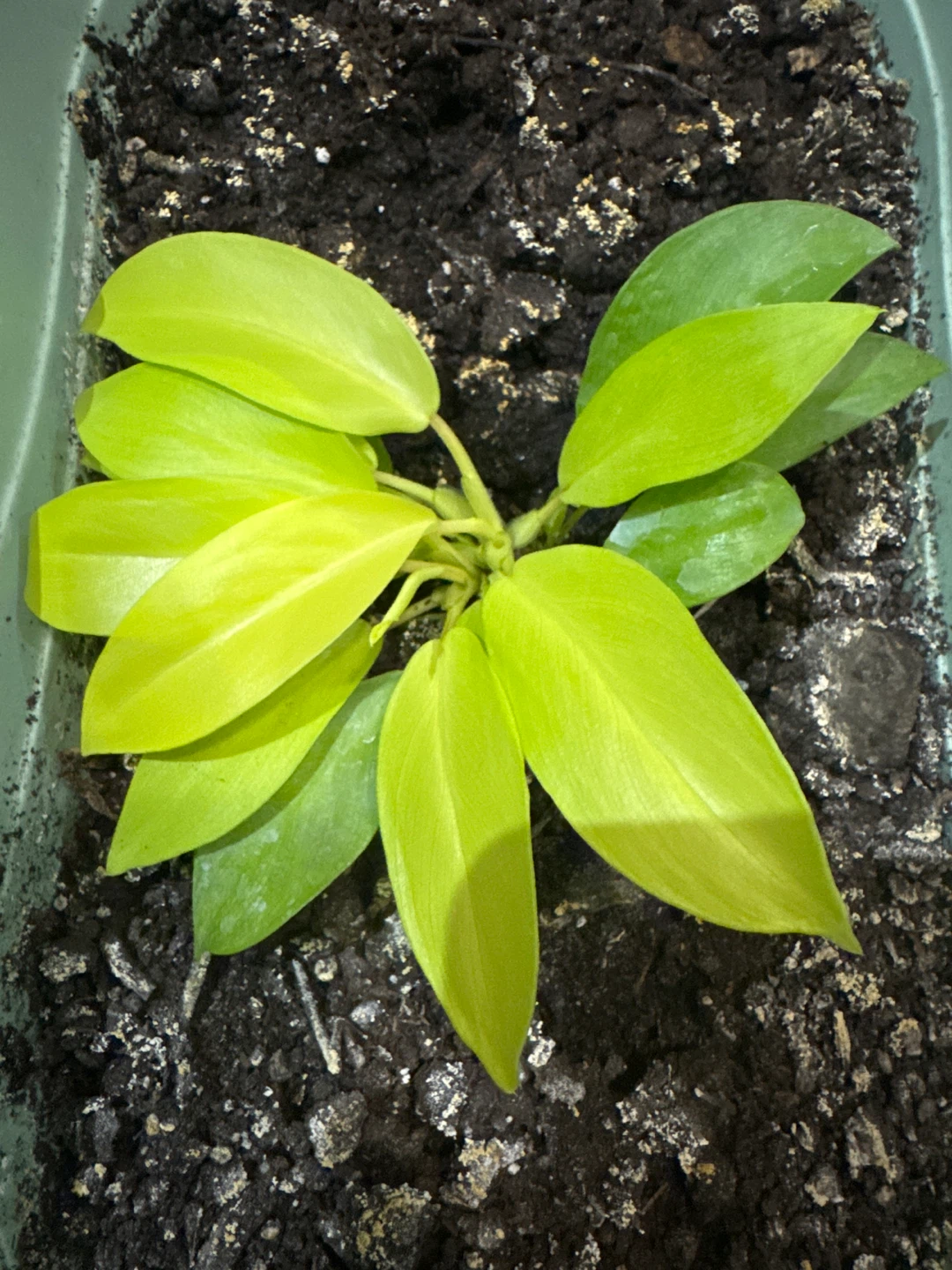 Philodendron Lemon Lime in Oval Pot - photo 2