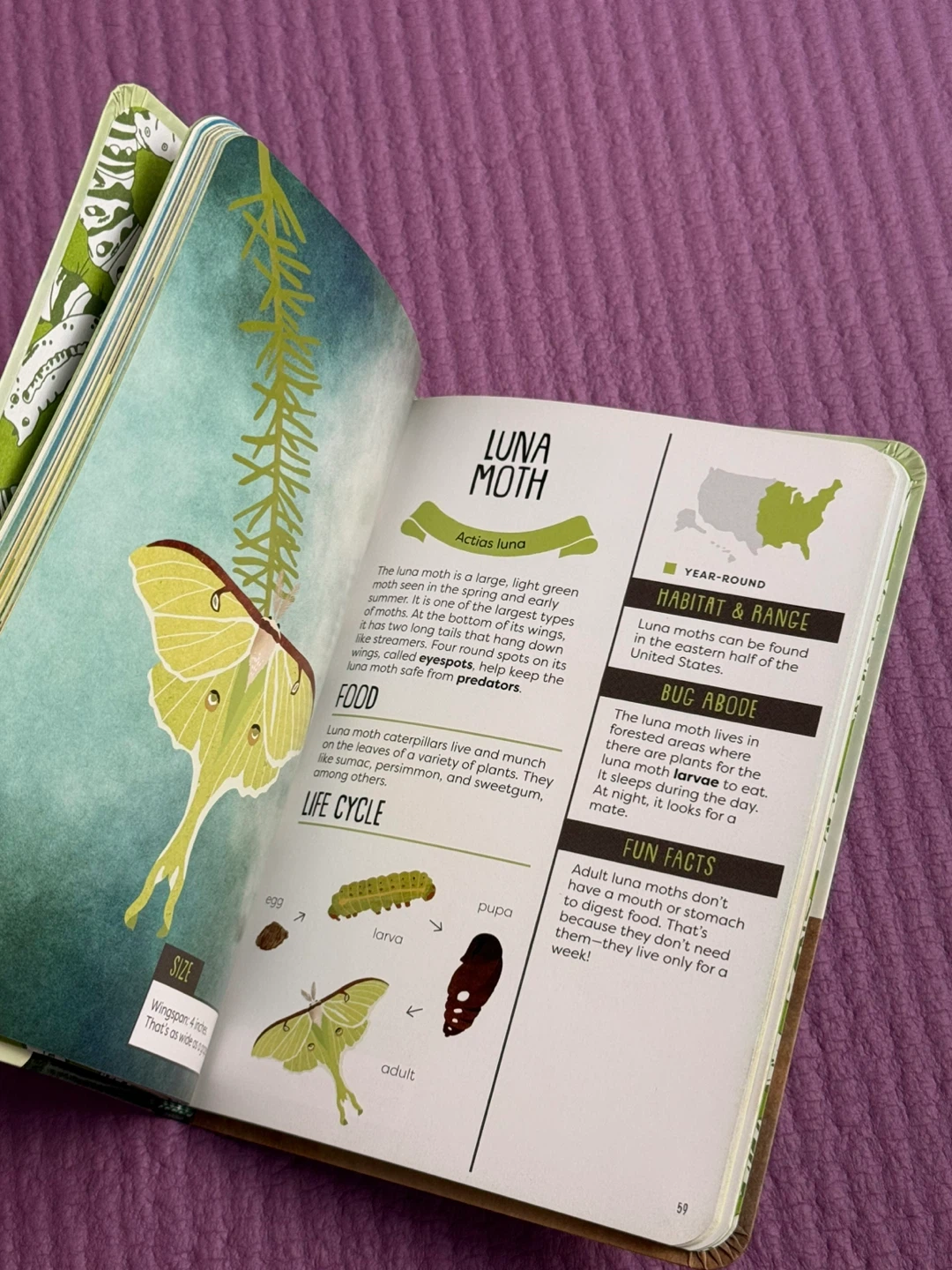 🏈A Kid's Guide to Backyard Bugs Field Guide - photo 2