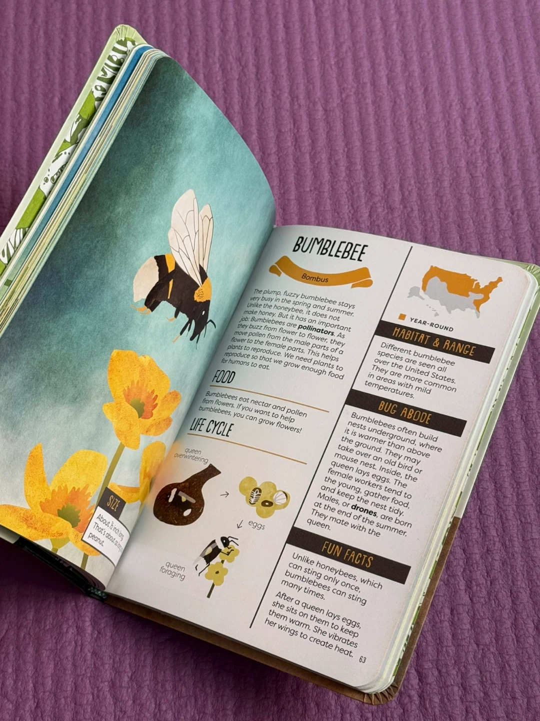 🏈A Kid's Guide to Backyard Bugs Field Guide - photo 3