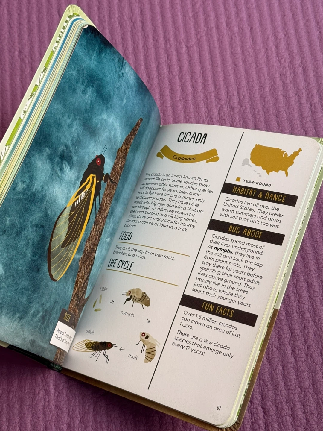 🏈A Kid's Guide to Backyard Bugs Field Guide - photo 4