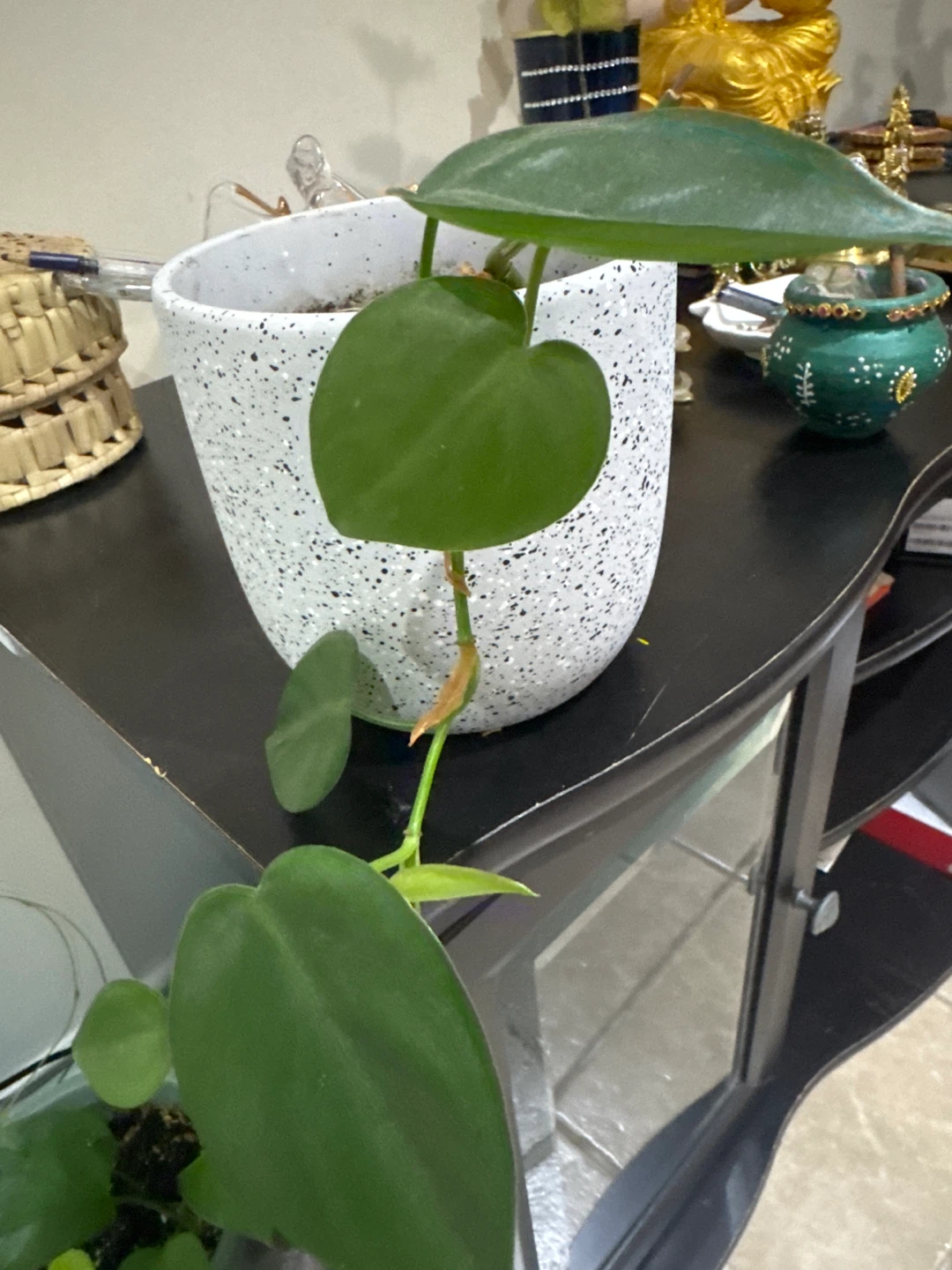 Heartleaf Philodendron in Speckled Ceramic Pot - photo 2