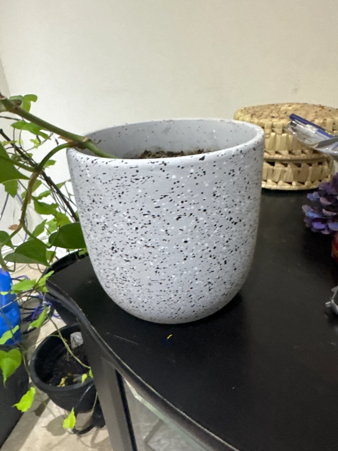 Heartleaf Philodendron in Speckled Ceramic Pot - photo 3