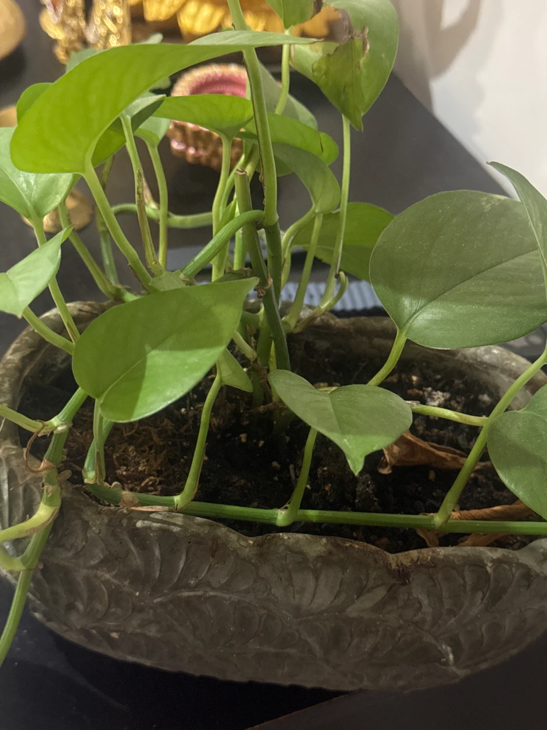 Pothos plant in decorative stone-finish pot - photo 2