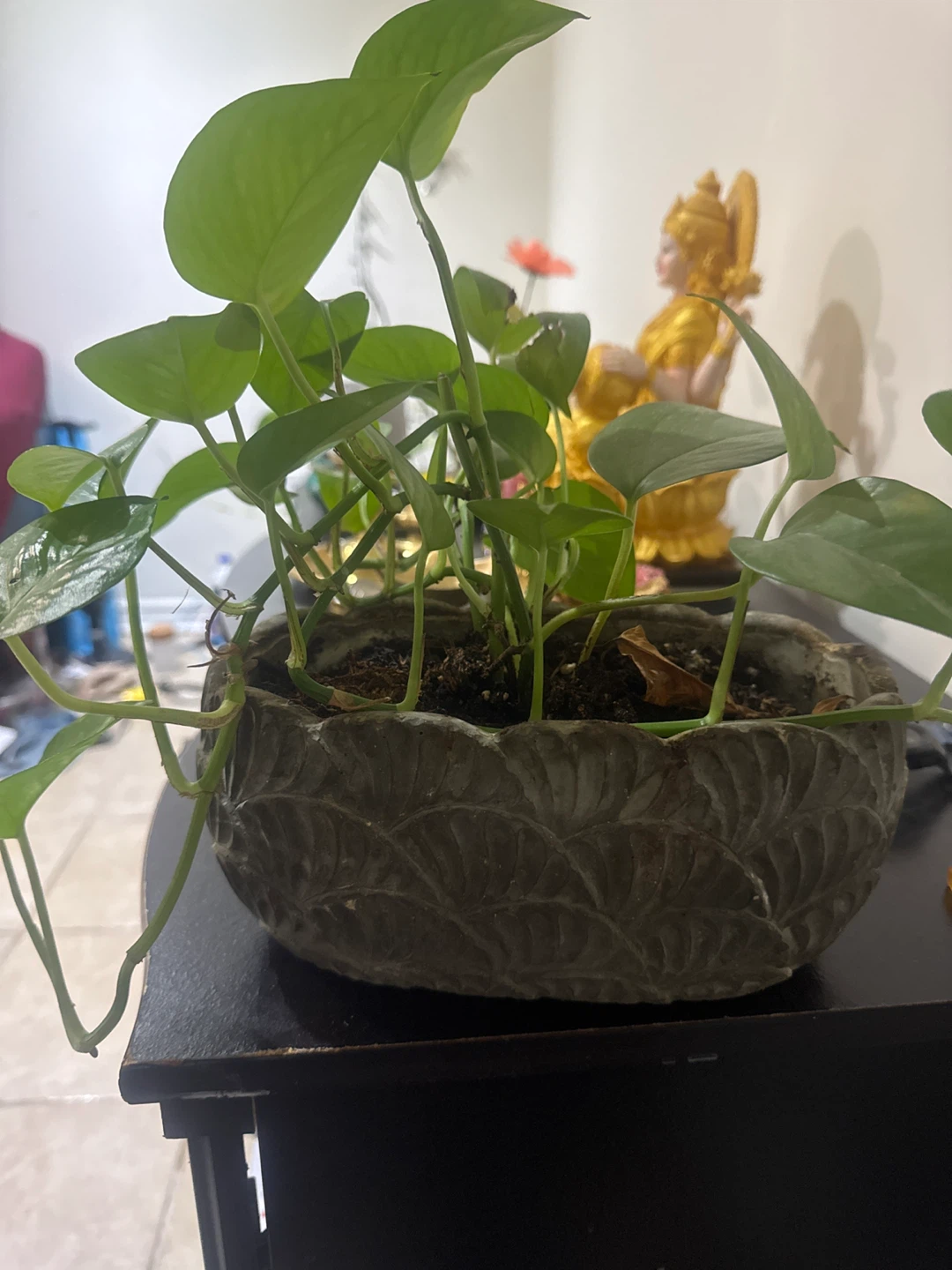 Pothos plant in decorative stone-finish pot - photo 3