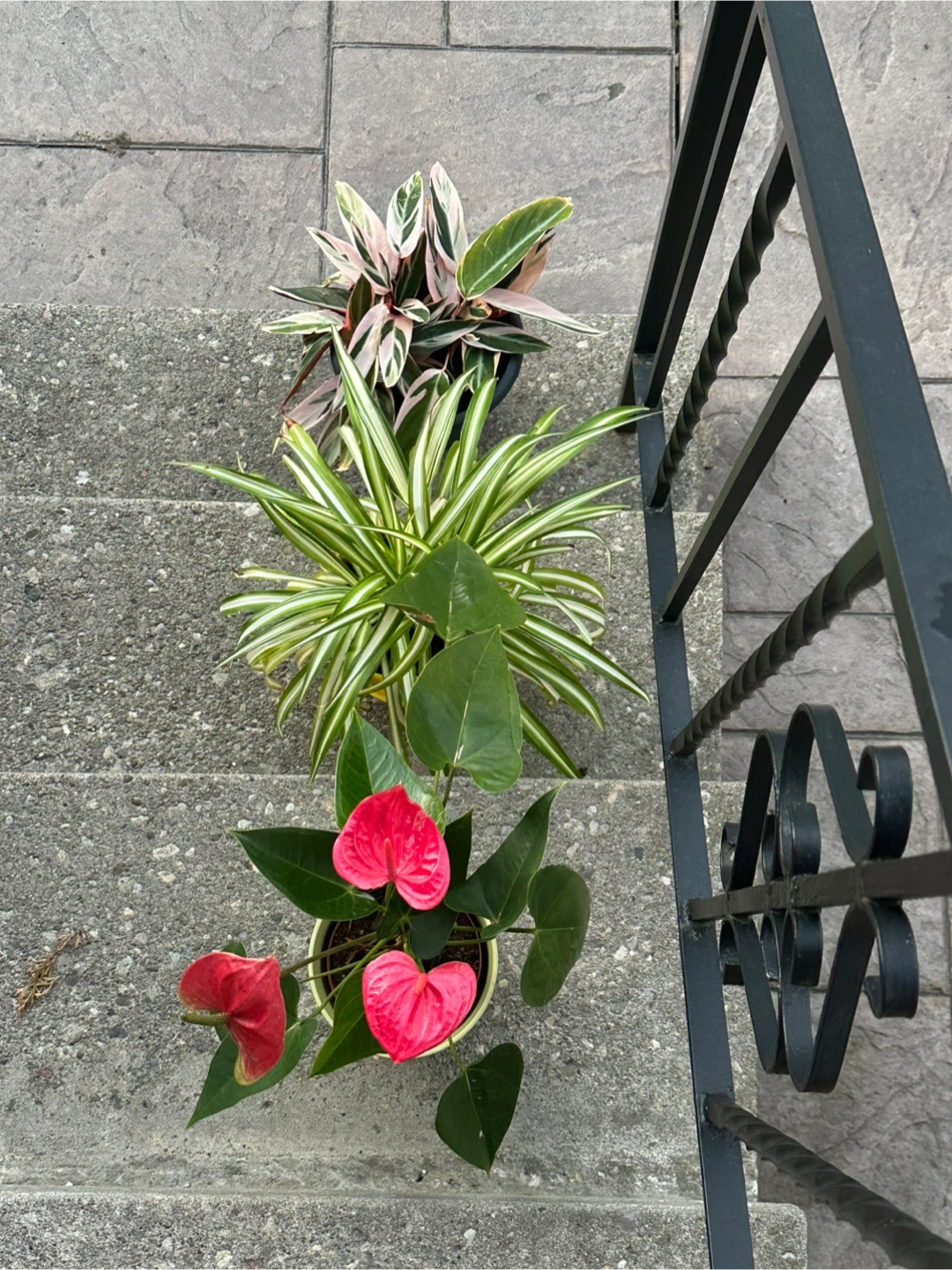 Three Houseplants with Pots