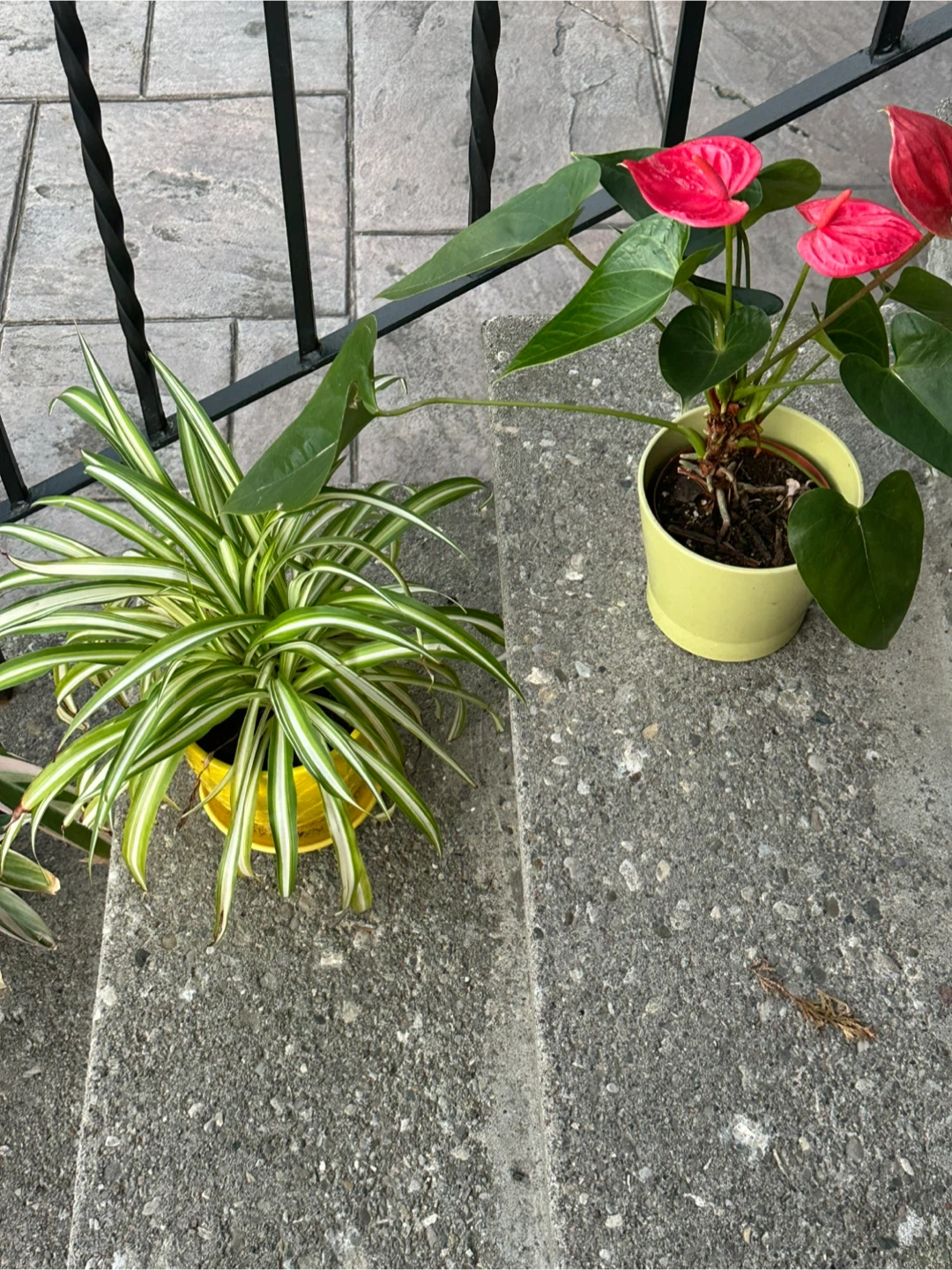 Three Houseplants with Pots - photo 2