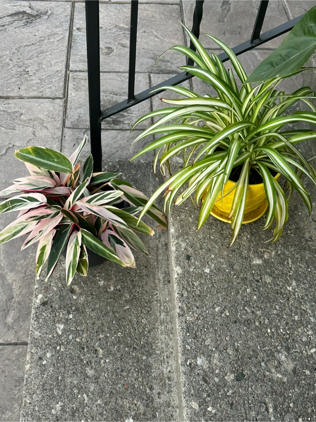 Three Houseplants with Pots - photo 3