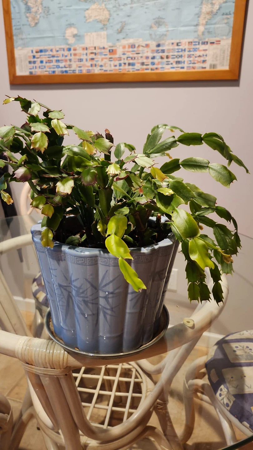 Schlumbergera Thanksgiving Cactus