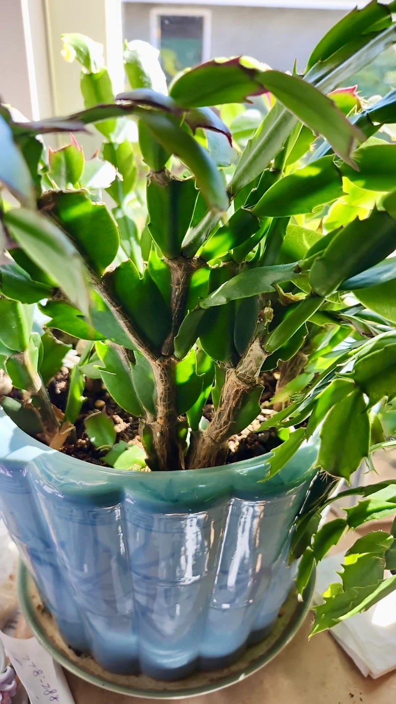 Schlumbergera Thanksgiving Cactus - photo 2